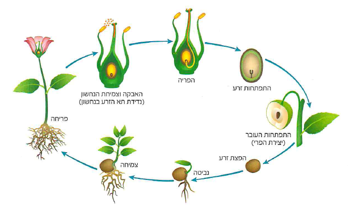 (בספר איור)